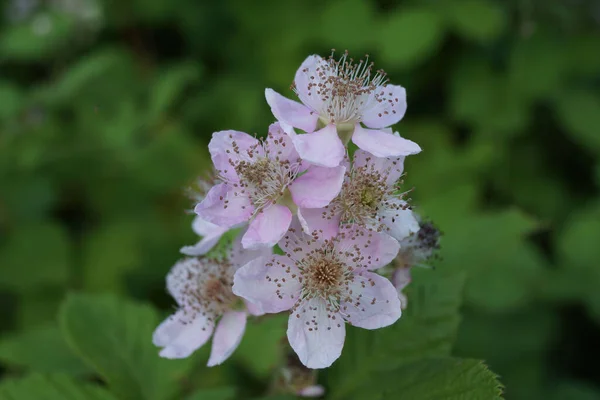 Pink Flowers Blackberry Green Background Shady Light Close Nice Contrast — Stock Photo, Image