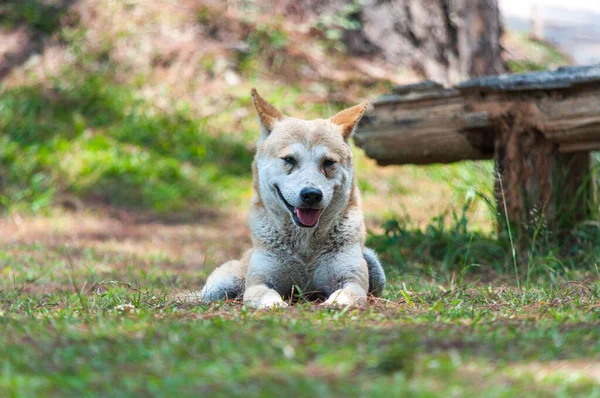 Closeup Portrait Brown Stray Dog Lying Outdoors Green Grass Park — Stock Photo, Image