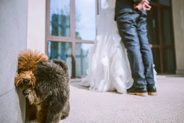 Gelin Damadın Yanında Kucaklaşan Iki Sevimli Köpek Aşk Konsepti — Stok fotoğraf
