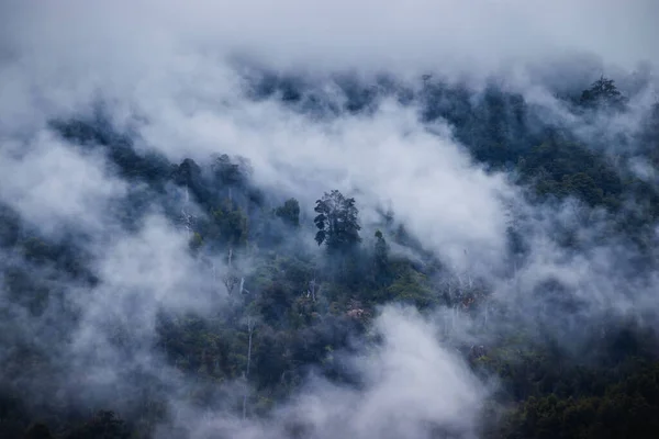 Árbol Solitario Bosque Cubierto Niebla —  Fotos de Stock