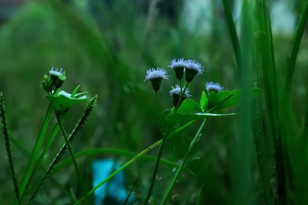 Селективный Фокус Съемки Ageratum Houstonianum Цветок Нити Саду — стоковое фото