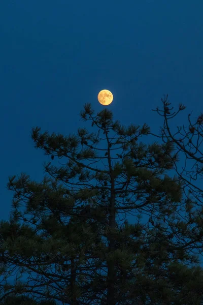 Colpo Verticale Della Luna Nel Buio Cielo Notturno — Foto Stock