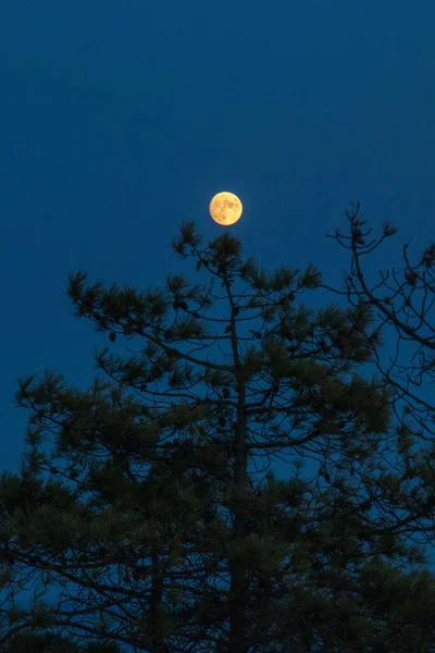 어두운 밤하늘에 — 스톡 사진