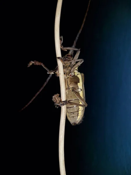 딱정벌레가 어두운 배경에 나뭇가지를 수직으로 — 스톡 사진