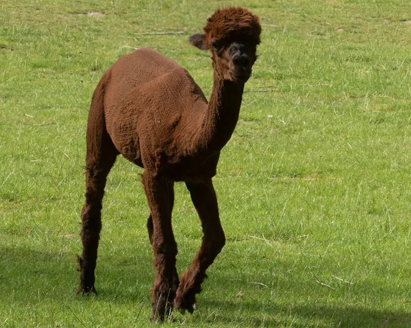 一种新鲜的棕色羊驼 Vicugna Pacos 生长在草地上 — 图库照片