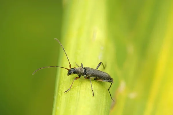 Closeup Small Longhorn Beetle Grammoptera Ruficornis Sitting Bamboo Leaf Garden — Stock Photo, Image