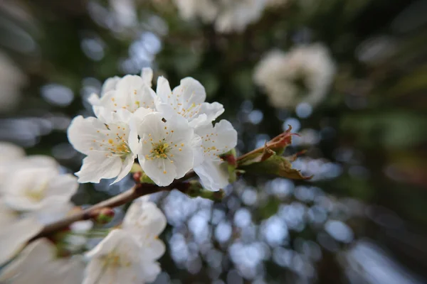 Närbild Bild Bild Vackra Körsbär Blommor Suddig Bakgrund — Stockfoto