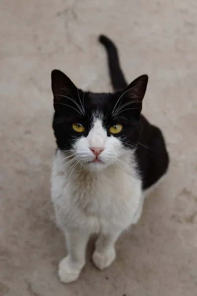 Retrato Vertical Gato Preto Branco Bonito Olhando Para Câmera — Fotografia de Stock