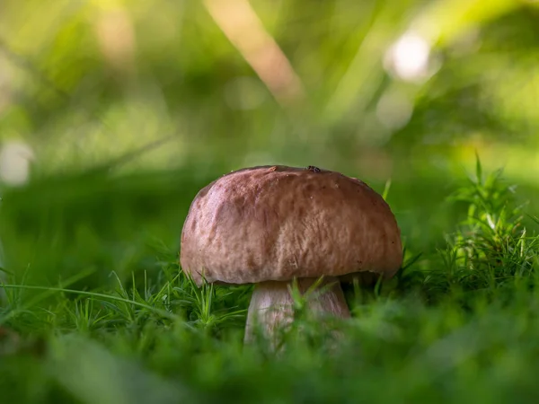 Primo Piano Fungo Boletus Edulis Muschio — Foto Stock