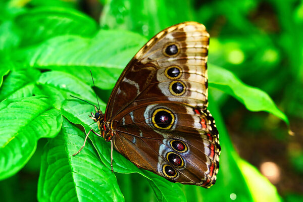 Butterflies on beautiful plants while lingering in the sunshine