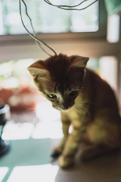 Vertical Closeup Shot Adorable Kitten Playing String — Stock Photo, Image