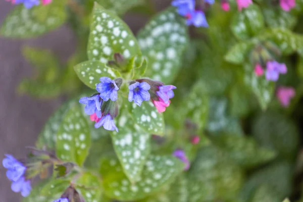 Una Hermosa Toma Pulmonaria Officinalis —  Fotos de Stock