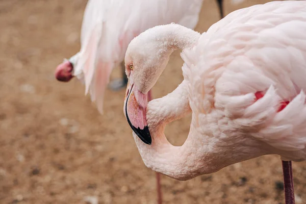 Photo American Flamingo American Flamingo Phoenicopterus Ruber Caribbean Flamingo Large — Stock Photo, Image