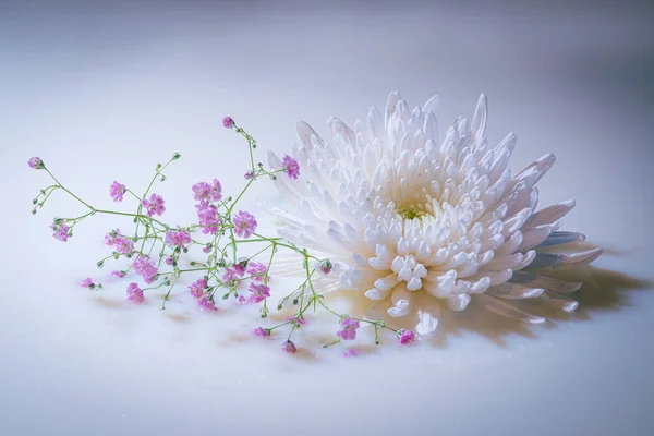 Close Arranjo Flor Crisântemo Branco Com Pequenas Flores Campo Fundo — Fotografia de Stock