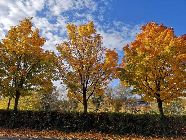 Ein Schöner Herbst Mit Gelben Bäumen Vor Blauem Bewölkten Himmel — Stockfoto