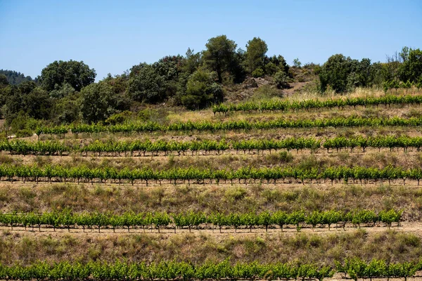 Uma Vista Panorâmica Das Vinhas Tarragona Sob Céu Azul Sem — Fotografia de Stock