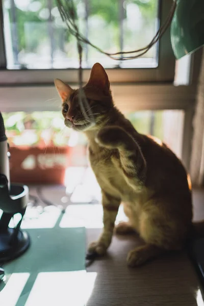 一只可爱的小猫用绳子玩耍的垂直特写镜头 — 图库照片