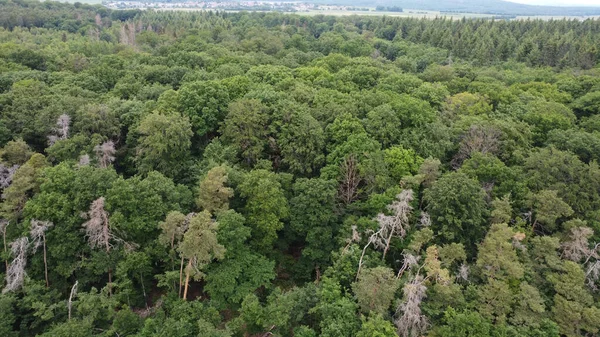 Panoramatický Výhled Krásný Zelený Les Německu — Stock fotografie