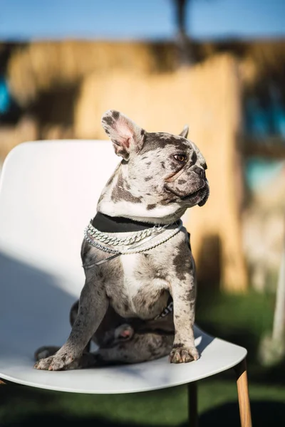 Vertical Shot Adorable French Bulldog Sitting Chair Sunny Day — Stock Photo, Image