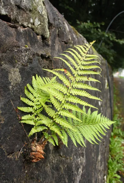 Primo Piano Verticale Della Felce Che Cresce Dal Muro Natura — Foto Stock