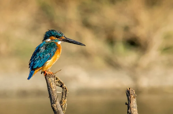 Close Kingfisher Comum Sobre Uma Vara Madeira Fundo Embaçado — Fotografia de Stock