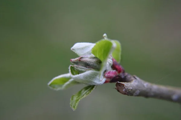 Een Close Shot Van Mooie Appelboom Knoppen Wazige Achtergrond — Stockfoto
