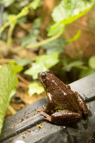 Shallow Focus European Frog Rana Temporaria Sitting Edge Pond — Stock Photo, Image
