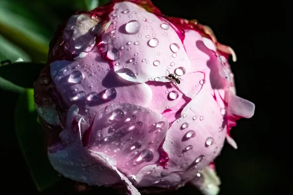 Ant Walking Peony Drops Rain Spring — Stock Photo, Image