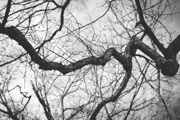 Сірий Низькокутний Знімок Дерев — стокове фото