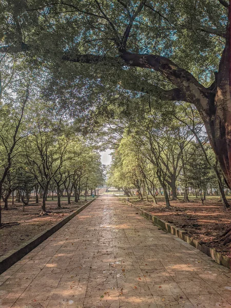 Парк Багатьма Деревами Сонячний День — стокове фото