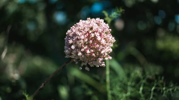 Closeup Shot Wild Leek Blurry Background — Stock Photo, Image