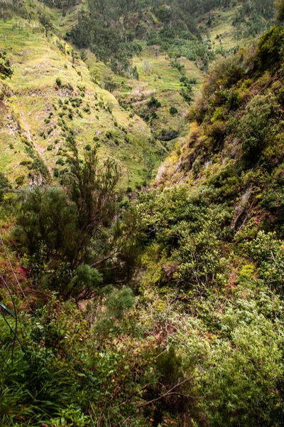 Kırsal Kesimdeki Bir Dağda Yüksek Ağaçların Otların Dikey Görüntüsü — Stok fotoğraf