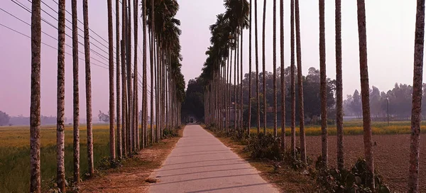 Sentier Randonnée Vide Milieu Des Palmiers Vers Forêt — Photo