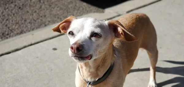 カメラを覗き込む美しい犬のクローズアップ — ストック写真