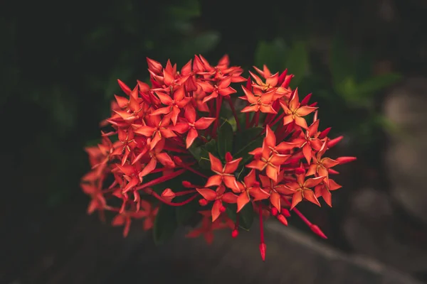 Een Closeup Van Rode Jungle Geranium Bloemen Groeien Een Wazige — Stockfoto