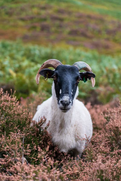 Vertikální Mělký Záběr Ovce Národním Parku Peak District Anglie — Stock fotografie