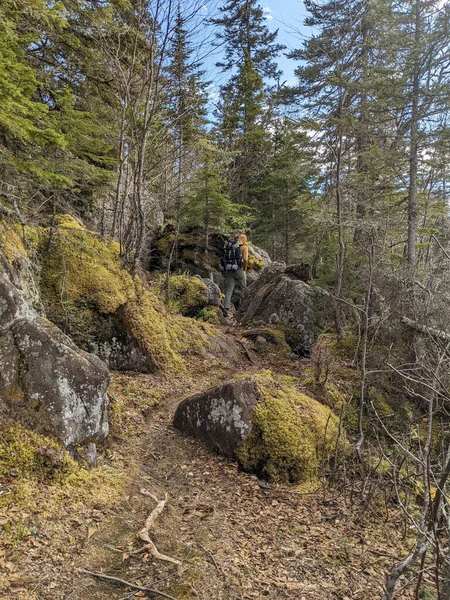 Wanderweg Einem Malerischen Wald Mit Grünen Bäumen Und Bemoosten Felsen — Stockfoto