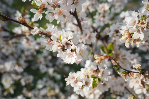 Цветок Сакуры Весной Подробно — стоковое фото