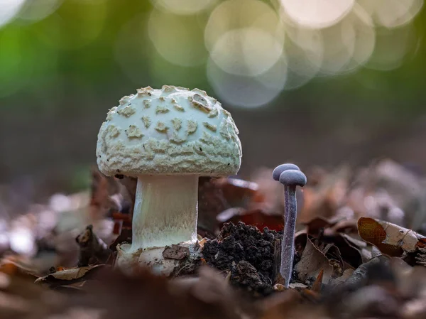 Лживая Шапочка Смерти Amanita Citrina Рядом Грибом Обманщика Аметистов — стоковое фото