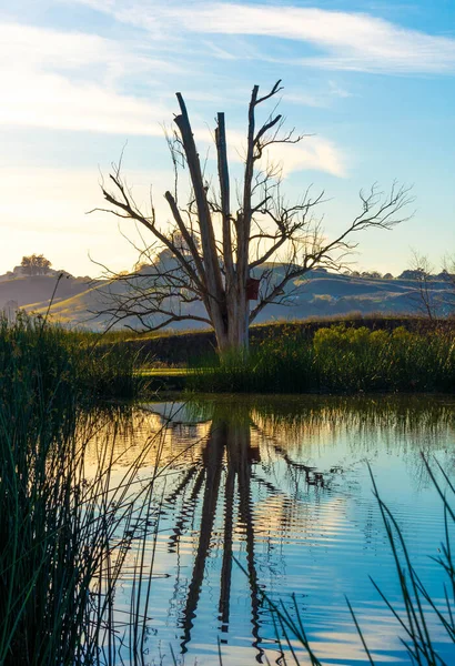 Vertical Shot Lake Reflecting Leafless Branches Tree Shore — Stock Photo, Image