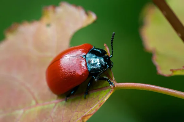 Dendroctone Peuplier Chrysomela Populi Sur Arbre Scarabée Lumineux Rouge Trouve — Photo