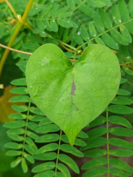 Ein Herzförmiges Grünes Blatt — Stockfoto