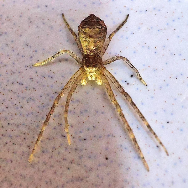Beyaz Arkaplanda Izole Edilmiş Bir Örümceğin Yakın Plan Görüntüsü — Stok fotoğraf