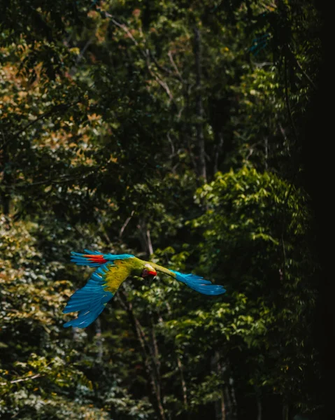 Uçuşta Canlı Bir Ara Papağanı Uvita Kosta Rika — Stok fotoğraf