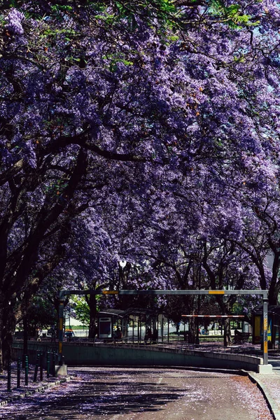 Bir Jacaranda ağacının yürüyüş yolunun üzerindeki dikey görüntüsü..