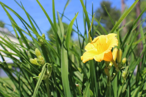 Closeup Shot Blooming Yellow Daylily Flower — 图库照片