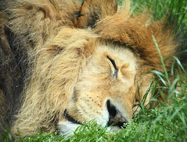 Detailní Záběr Hlavu Spícího Lva Zoo — Stock fotografie