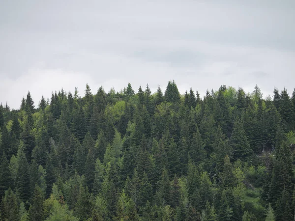 Schöne Aussicht Auf Den Bewaldeten Berg Umgeben Von Nebel Velika — Stockfoto