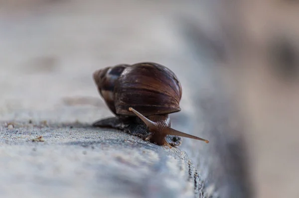 灰色背景模糊的灰色表面上一只褐色蜗牛的特写镜头 — 图库照片