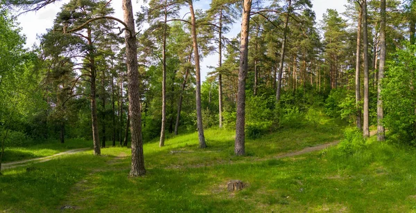 Ormandaki güzel yeşil ağaçların manzarası